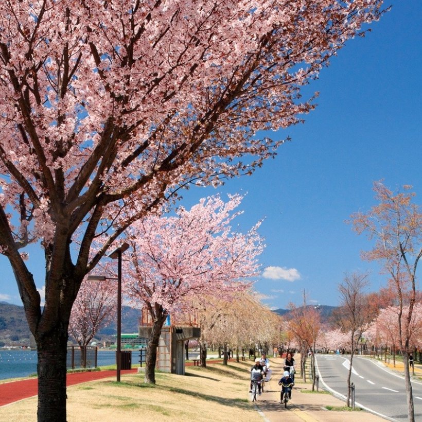 諏訪湖畔の桜（下諏訪町）