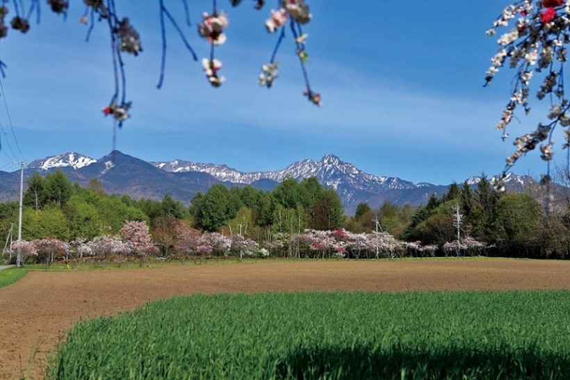 はなももの咲く風景（茅野市）