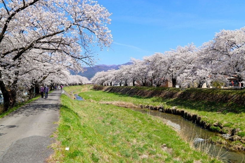 横河川の桜（岡谷市）