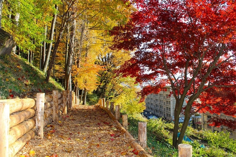 秋の散歩道 秋の散歩道 写真素材 [672907] - フォトライブラリー