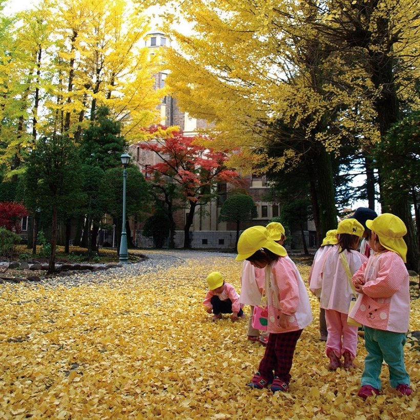 片倉館のイチョウ（諏訪市）
