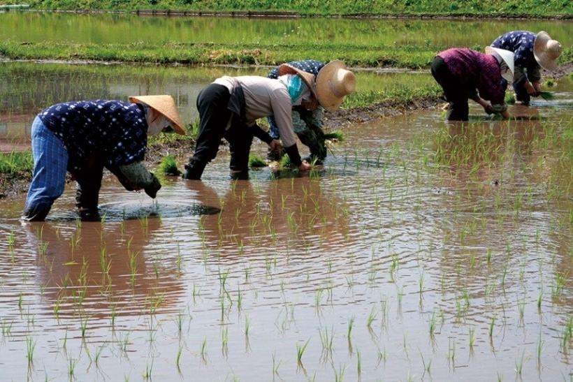 田植え風景（富士見町）